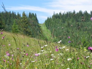 forest-flowers-1525480-640x480.jpg